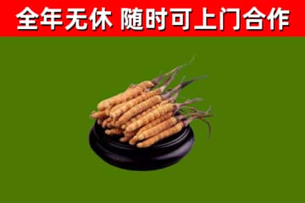 马村区回收冬虫夏草